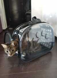 Складная прозрачная сумка-переноска для животных 3-7 кг