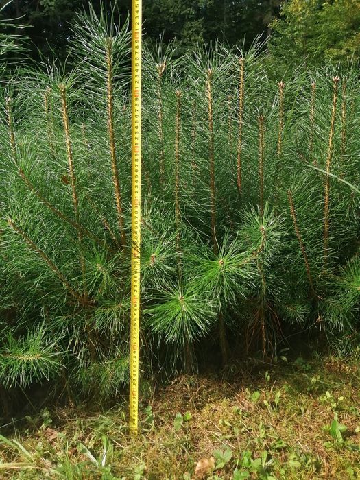 Sosna pospolita 2-i 3-letnia - sadzonki ze szkółki leśnej.