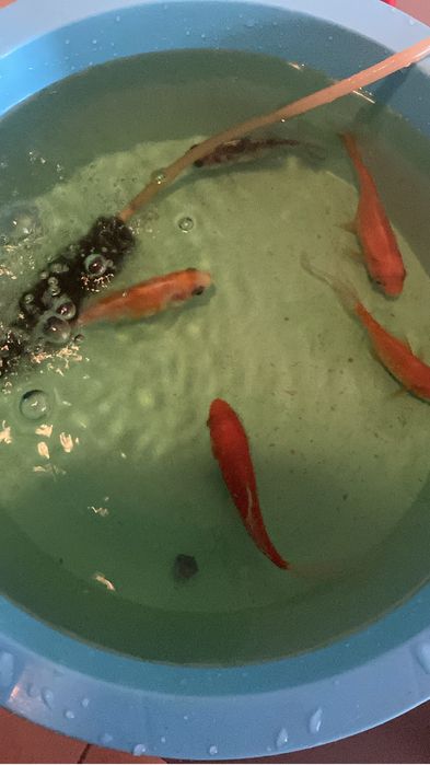 Aquário e peixes