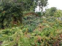 Terreno para Venda