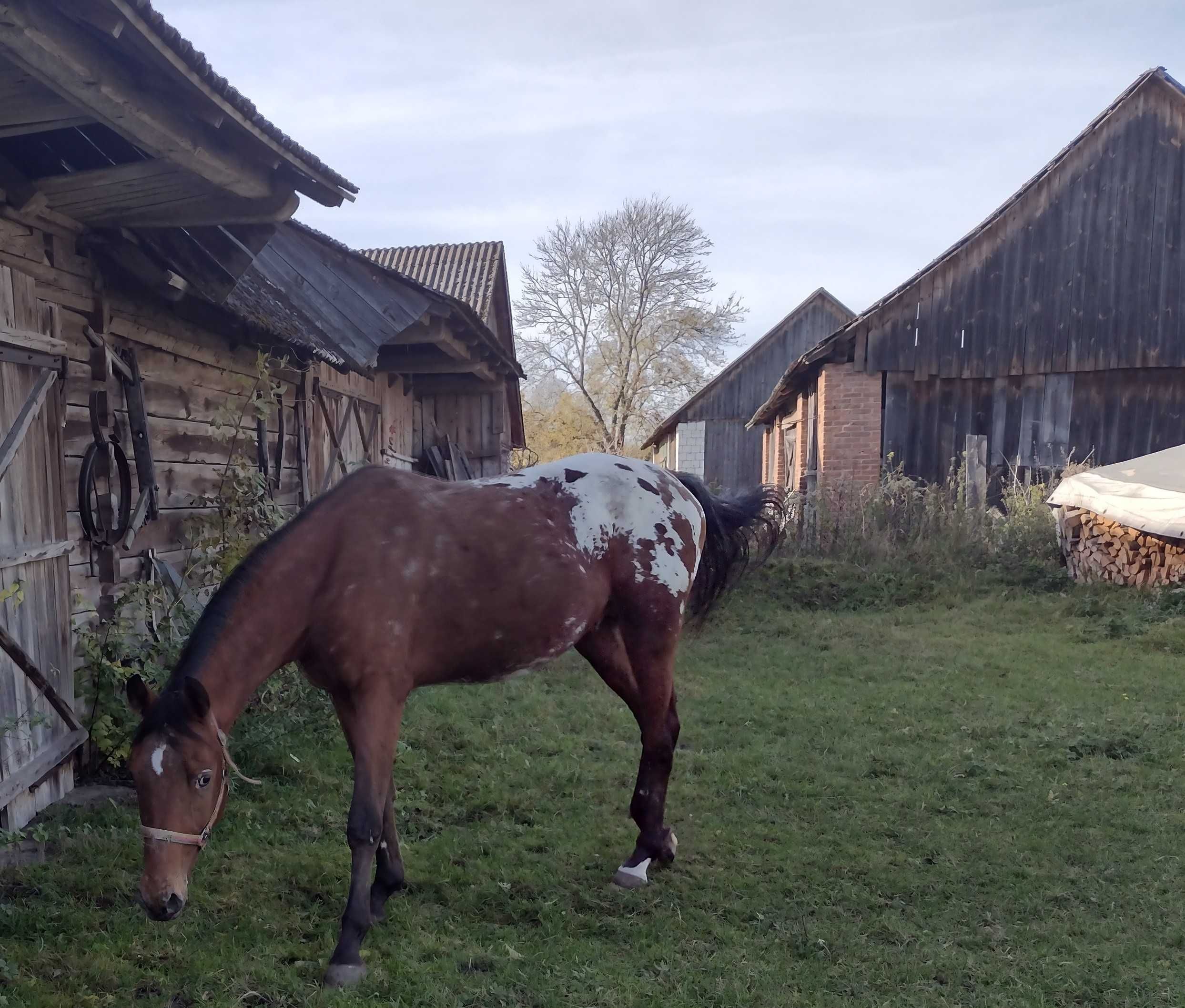 Piękny tarantowaty kawaler