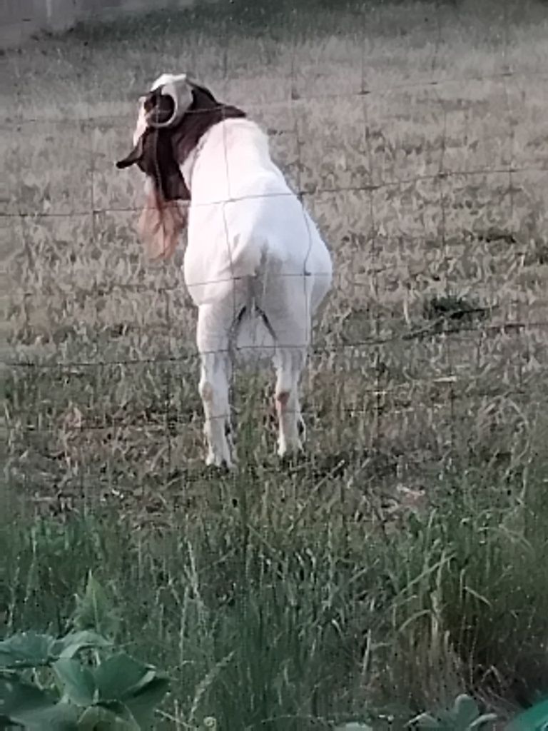 Macho boer com 3meses