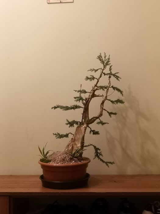 Дерево Бонсай. Живе дерево. Ручна робота. Міні дерево. Подарунок