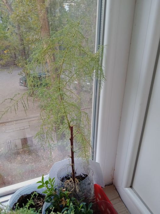 Растение Тималиск