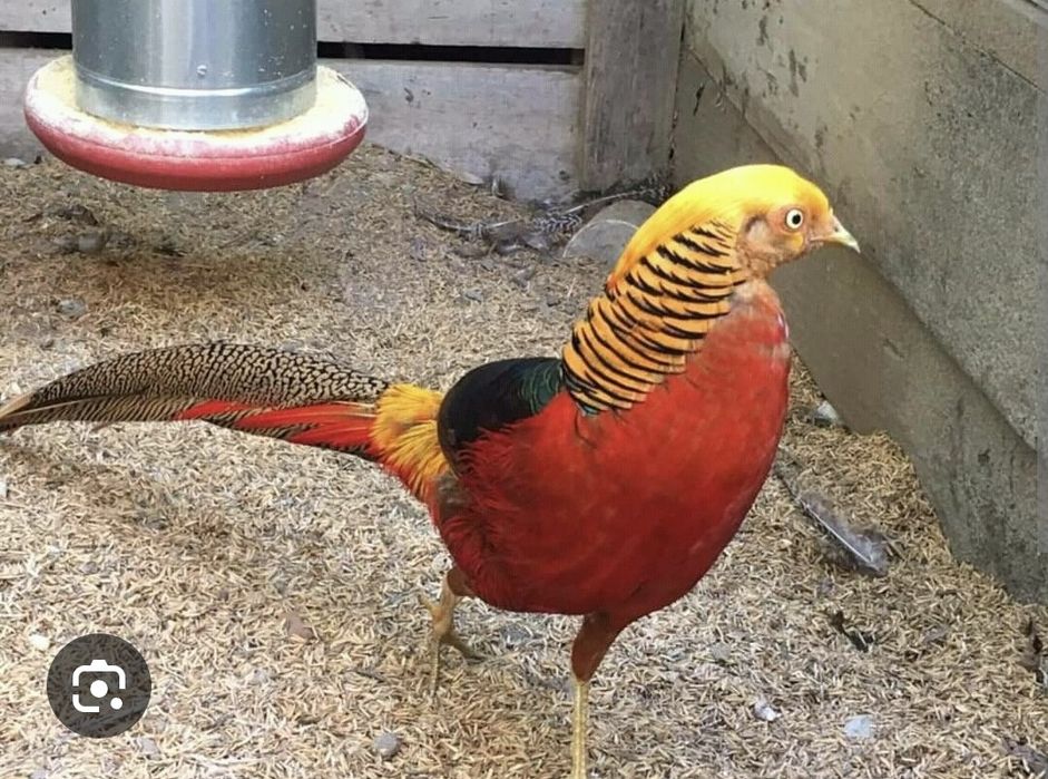 Casal faisão dourado
