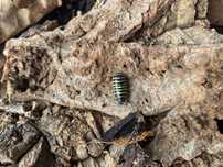 Isopodes terrário