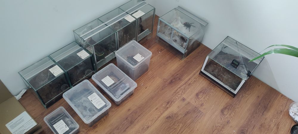 Ptaszniki hodowla 9x samice + 2NS terraria plus wyposażenie ptasznik