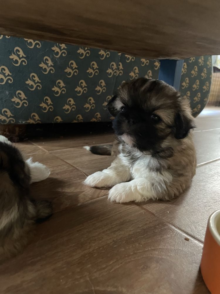 Cachorrinha linda