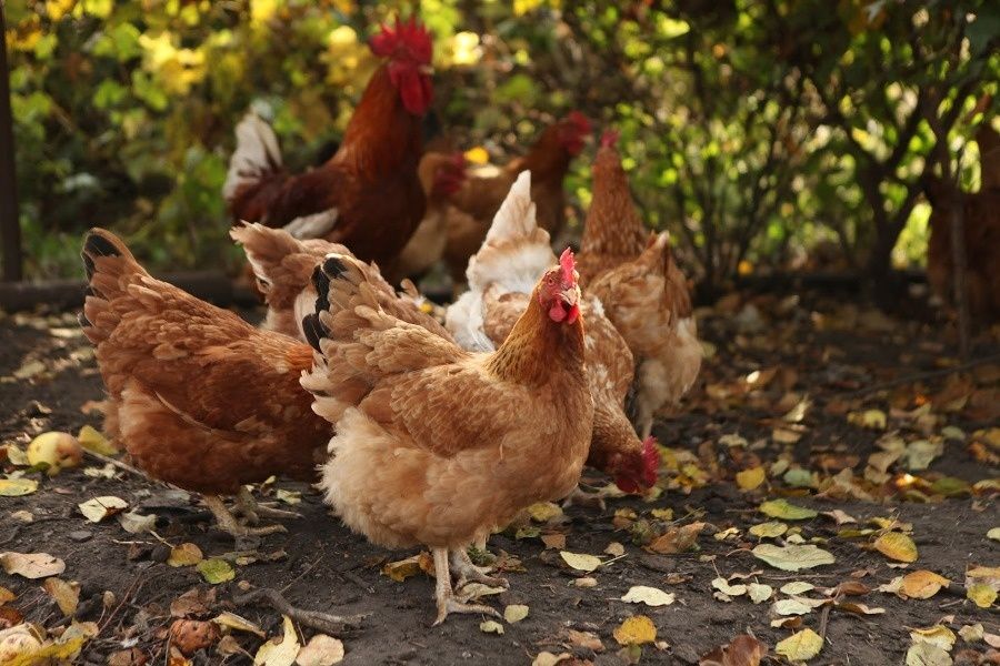 Продаж Домашніх Курей ,курчат