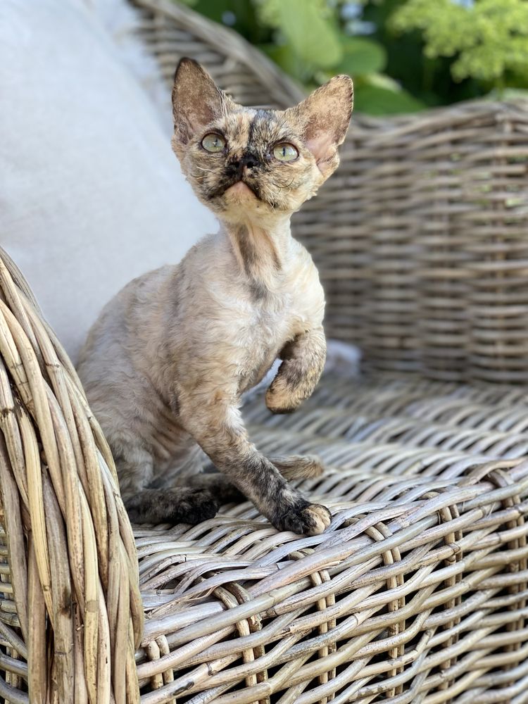 Harmony Calvados*PL  Kochana dziewczynka Devon Rex - zapytaj o filmiki