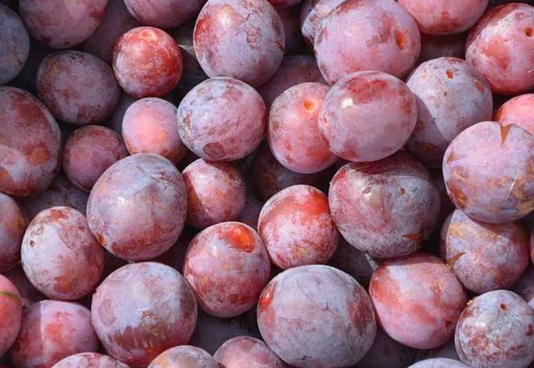 Śliwka 10kg  węgierka lipcówka z własnego sadu