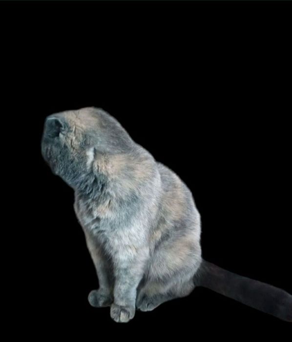 Голубо-кремовая скоттиш фолд Плюша