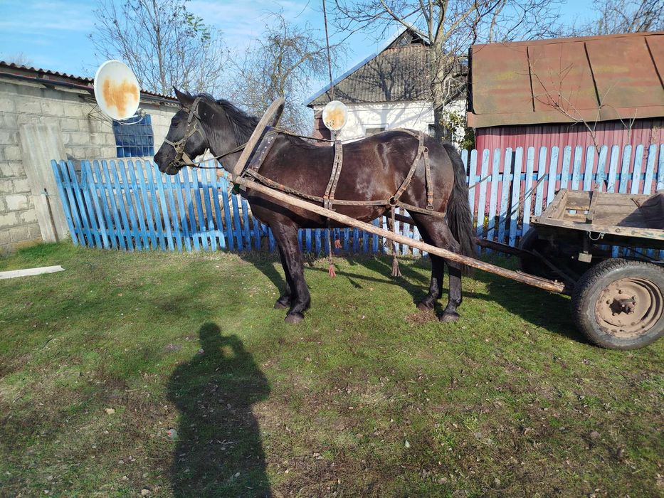 Кобила конь жеребець лошадь