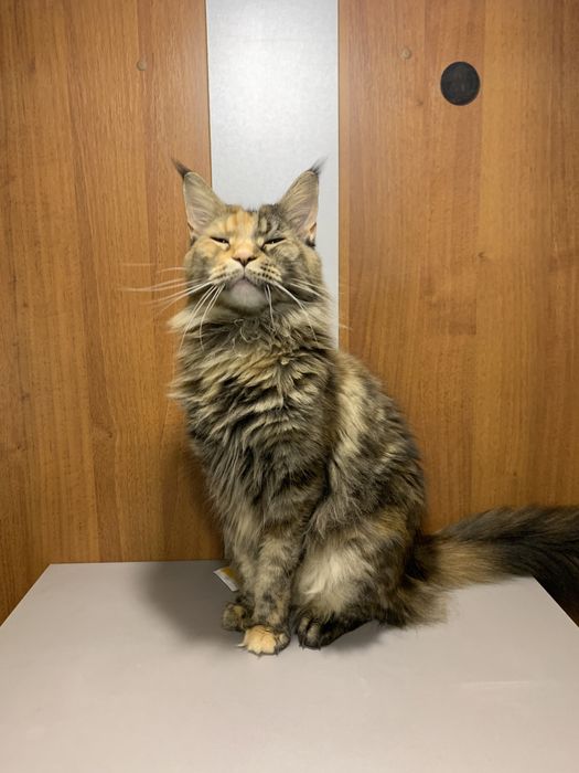 Мейн Кун воротниковый