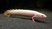 Polipterus Albino