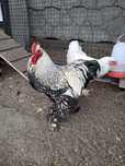 Hamburgi Ayam Cemani