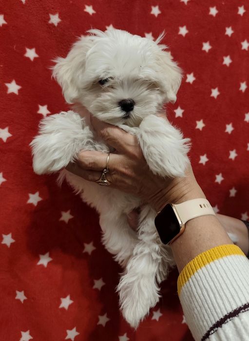 Uroczy piesek maltańczyk szuka kochającego domku