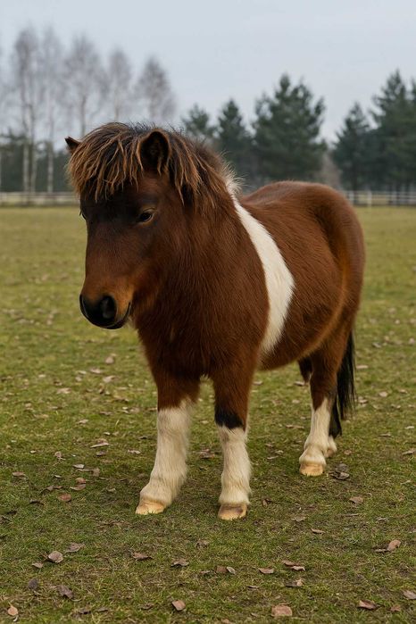 Kucyk Ogier na Sprzedaz