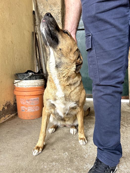 Adoção Responsável - Cadela