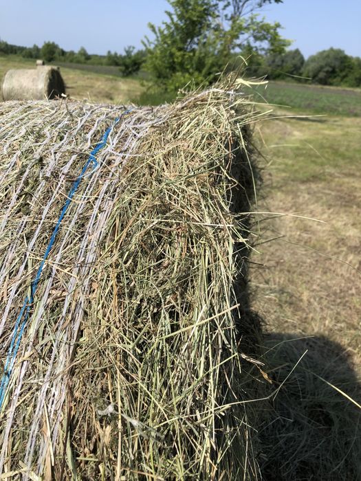 Сіно в тюках та в рулонах.