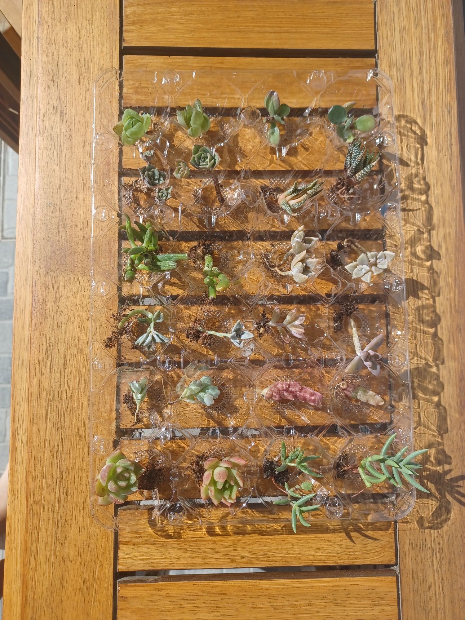 24 cactus de 12 espécies diferentes
