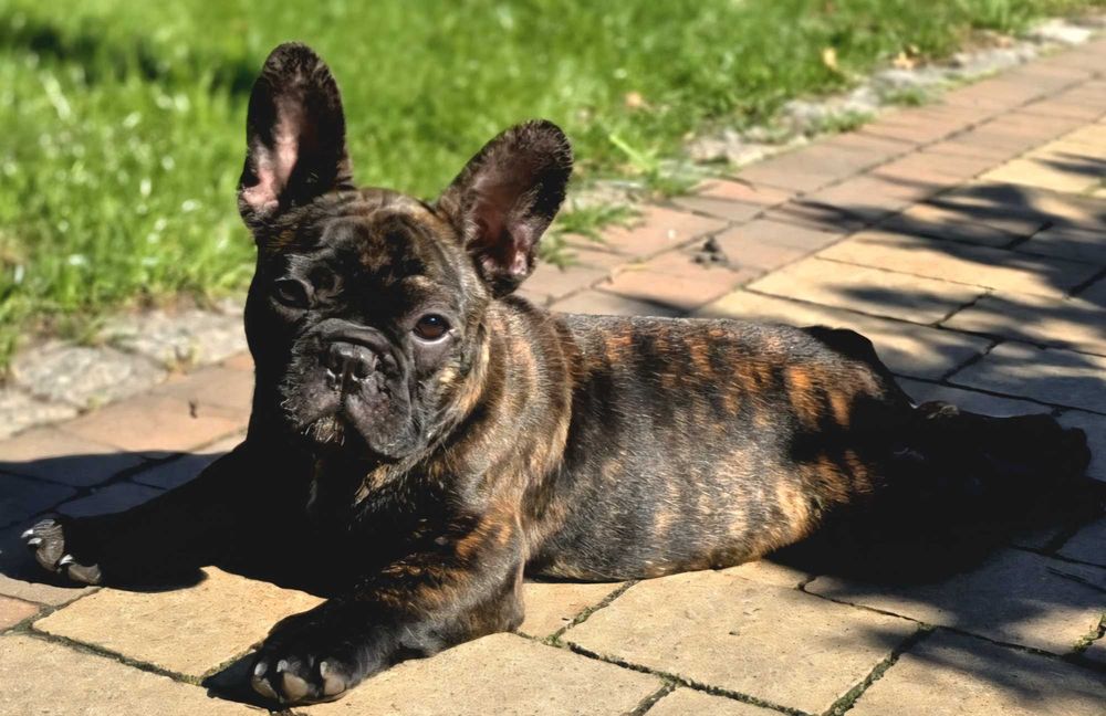 Buldog francuski FCI ZKwP