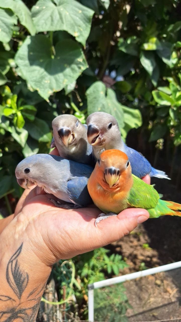 Vendo Agapornis Domesticados
