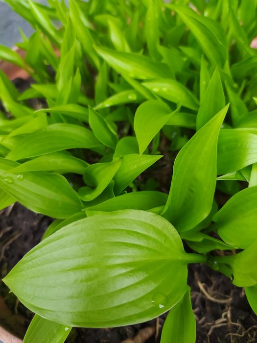 Funkia zielona miniaturka 3 sztuki .