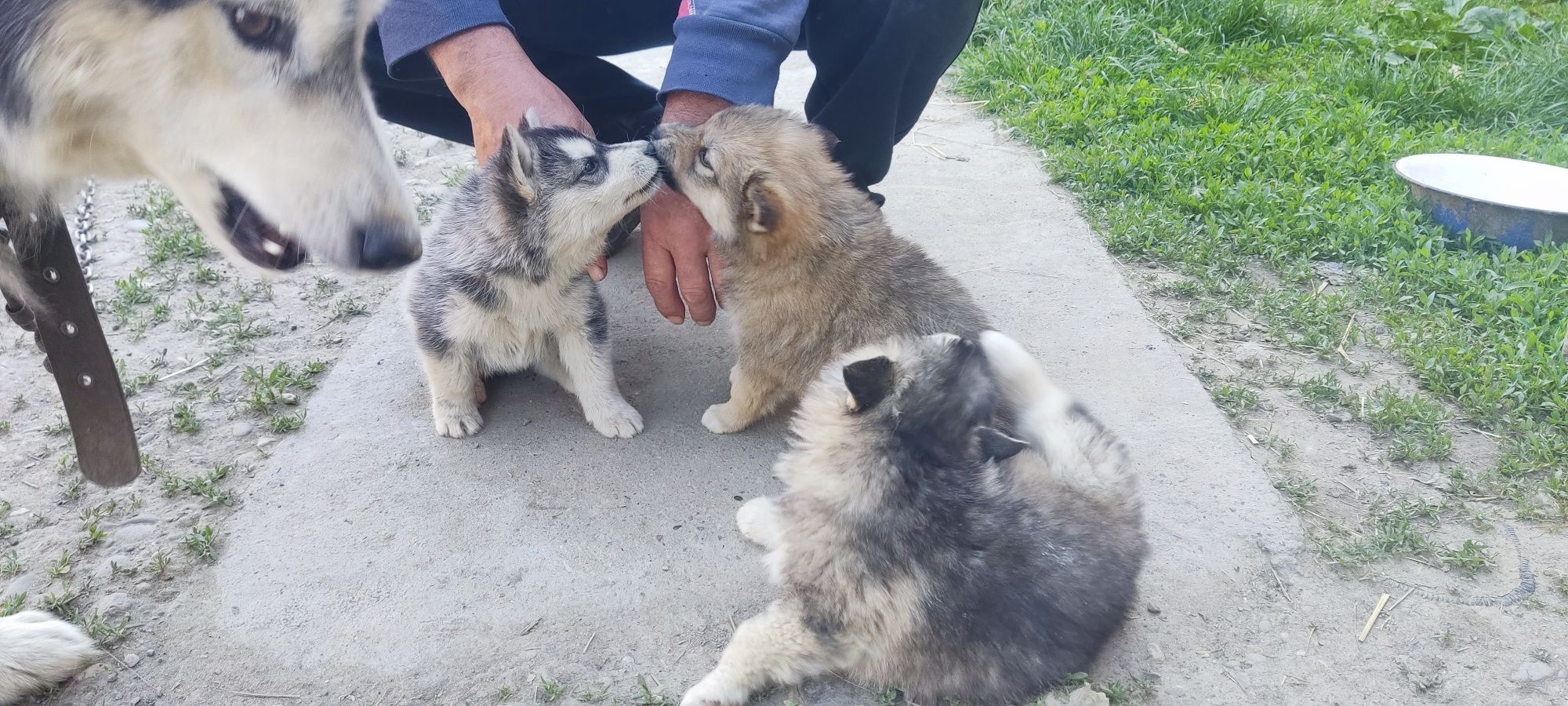 Щенята хаскі 2 місячні