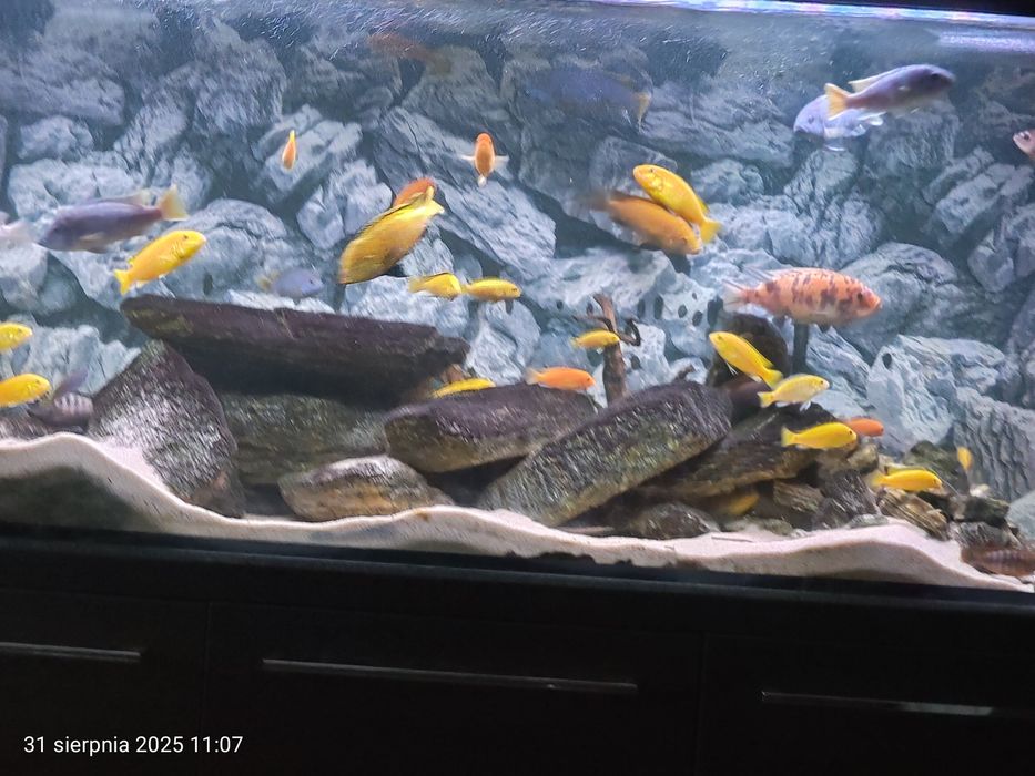 Pyszczaki yellow labidochromis