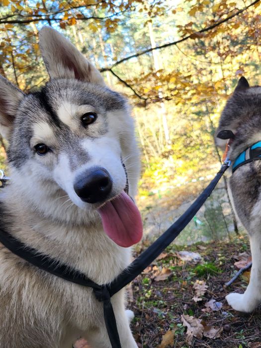 Suczka Siberian Husky szczenię zkwp fci