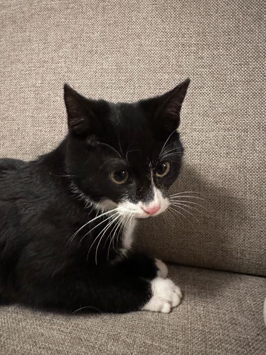 Kot do oddania za darmo