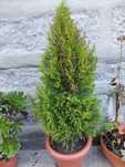 Planta Cupressus lemon