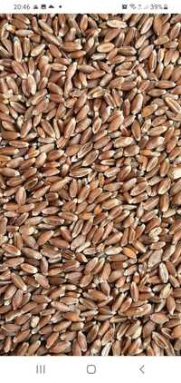 Пшениця розфасована в мішках по 50кг