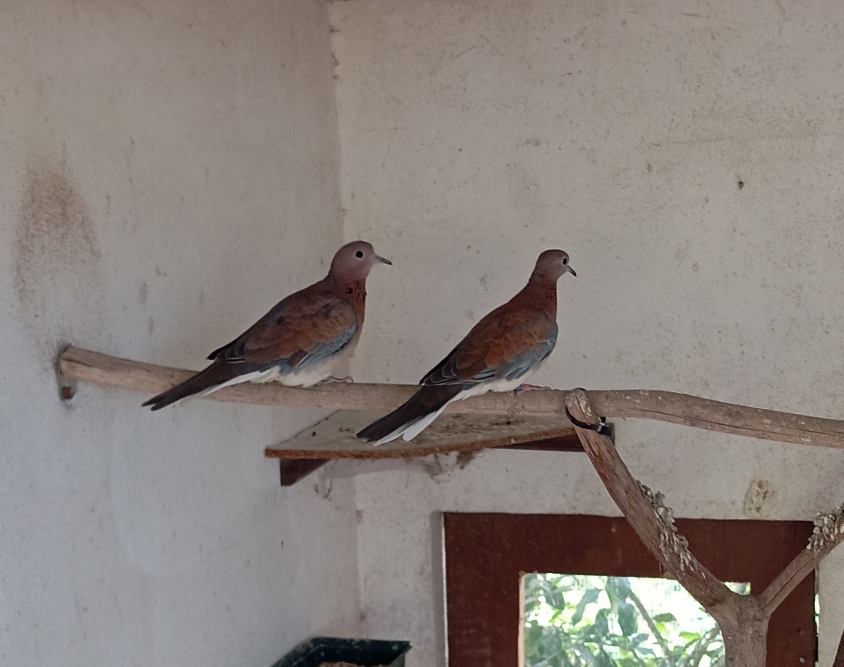 Vendo Rolas Senegal