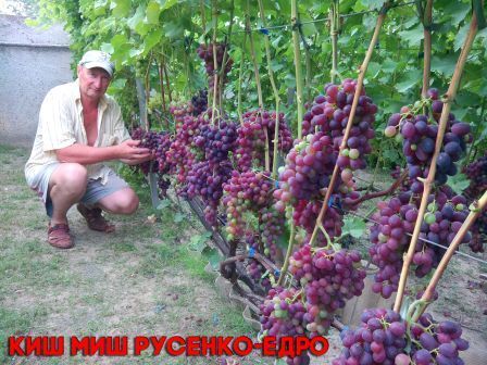 Корнесобственные саженцы винограда
