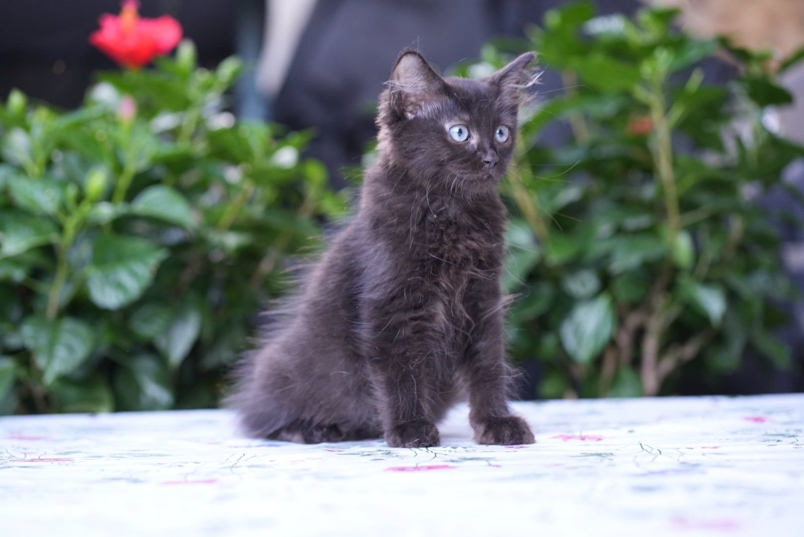 Kocurek black solid ragdoll/cherubim
