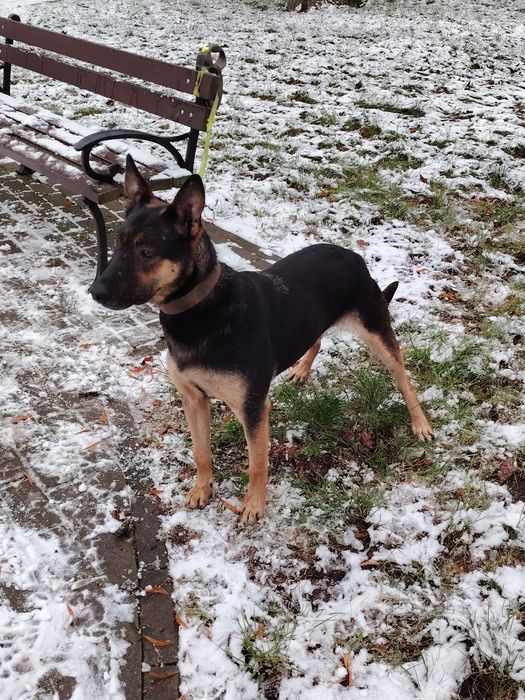 Owczarek Belgijski oddam max 50km