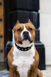 Reproduktor Amstaff