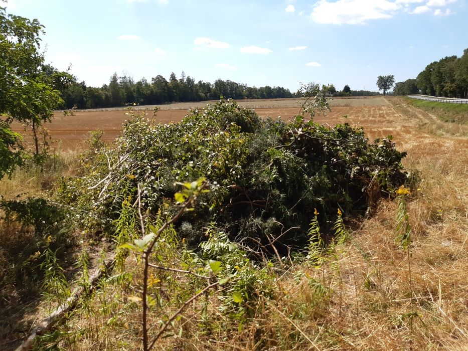 Oddam gałęzie pod rębak sosna brzoza