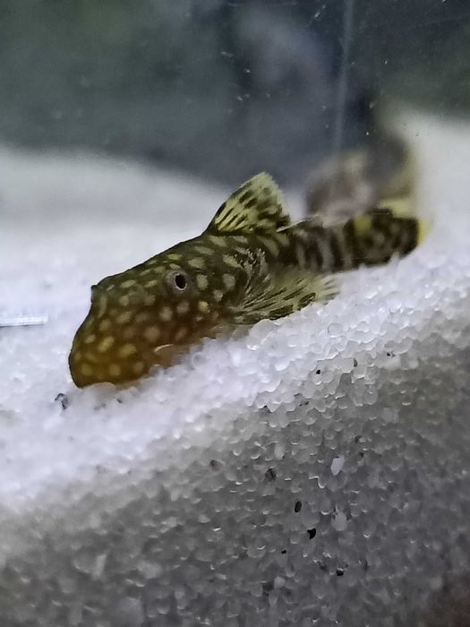 Ansistrus Juvenis SP - 3 a 4 cm