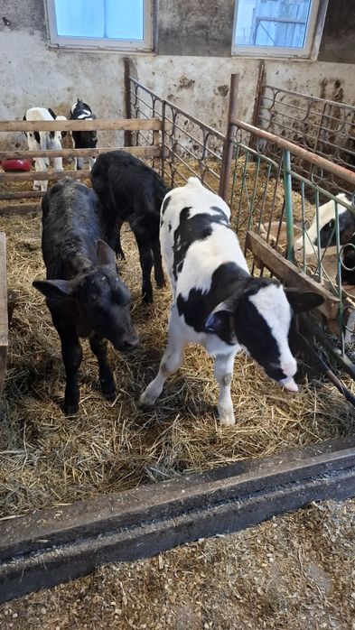 Sprzedam jałoszke rasy BB i 2 byczka rasy ANGUS
