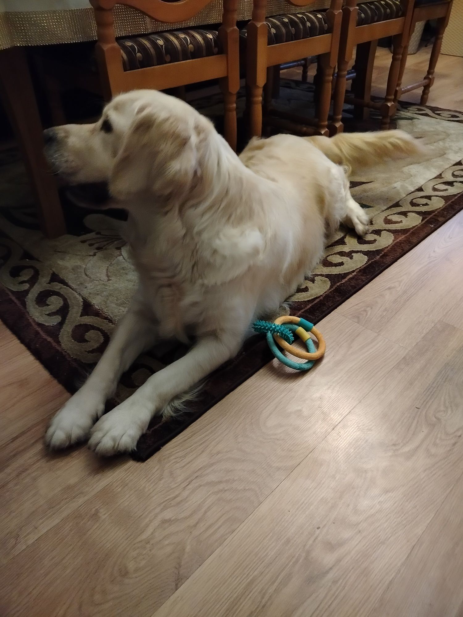Golden Retriever piesek ZkwP FCI