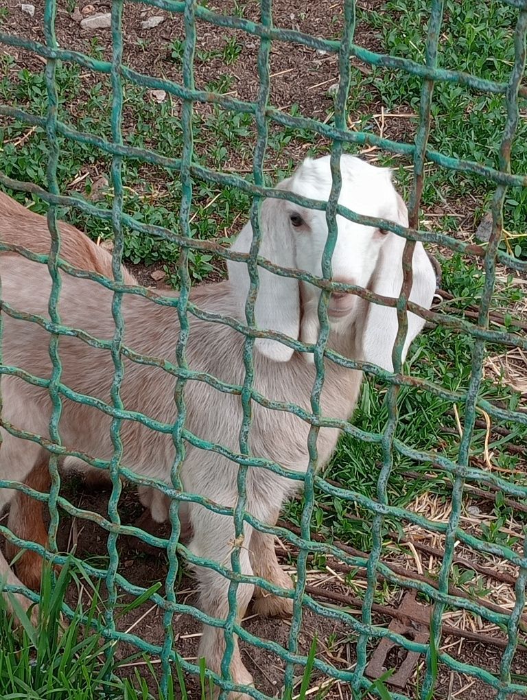 Продам козу англонубийская