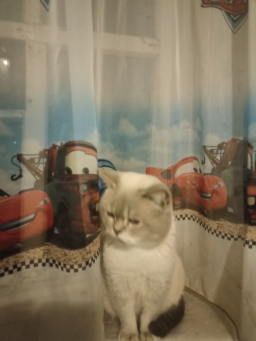 Шикарні шотландські кошенята