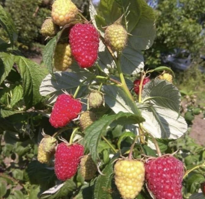 Садженці малини 9грн маравіла геракл..