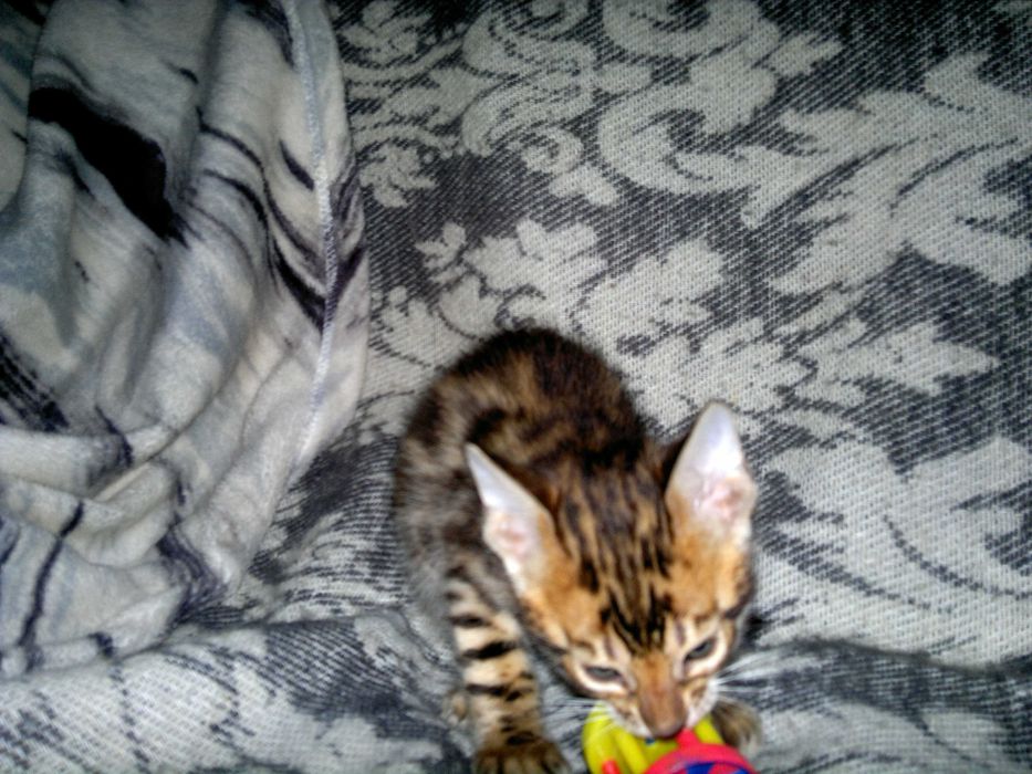 Чистокровний бенгальчик з документами WCF