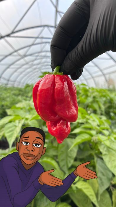 Супергострий перець хабанеро ДО НАСТУПНОГО СЕЗОНУ