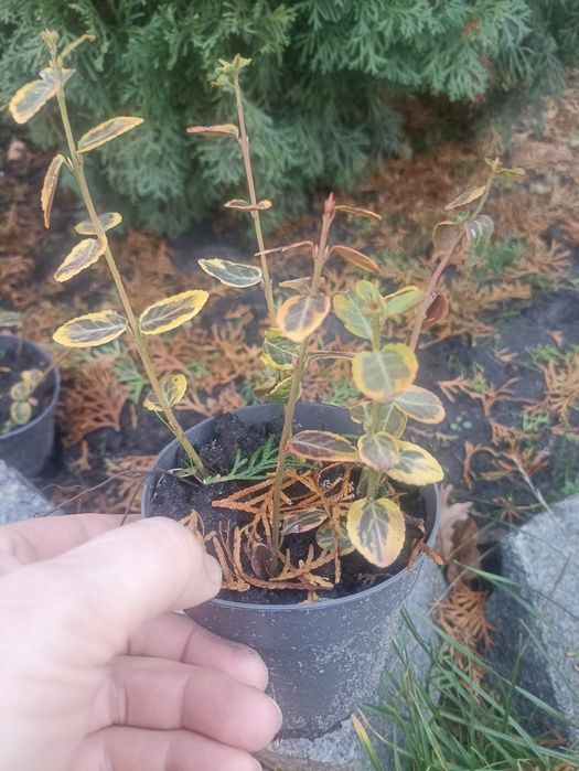 Бересклет з горщиком