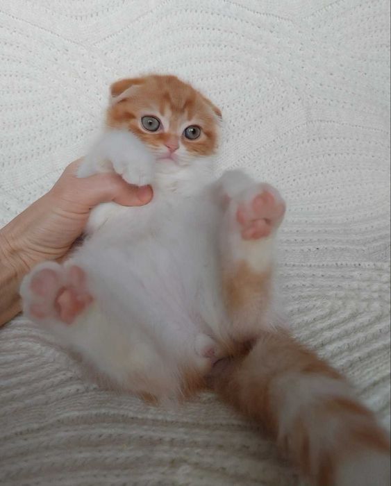 Симпатичный и харизматичный котенок-девочка породы Скоттиш Фолд. Киев